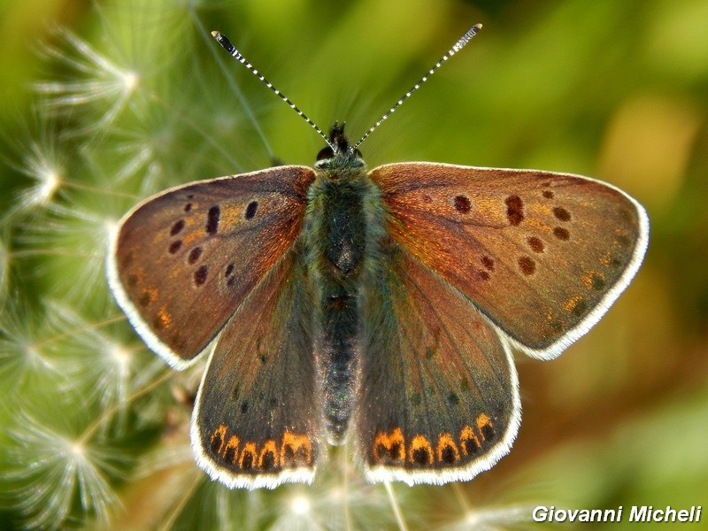 La prime Lycaena